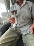 boerderij lapjeskittens (nog een), Dieren en Toebehoren, Katten en Kittens | Overige Katten, Poes
