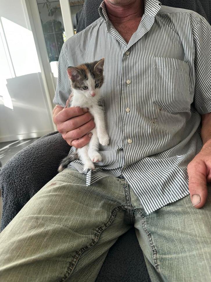 boerderij lapjeskittens (nog een), Dieren en Toebehoren, Katten en Kittens | Overige Katten, Poes