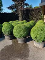 Buxus, Ophalen
