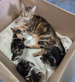 Boederij kittens, ophalen na 9 augustus