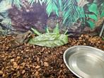 Rhinella marina Reuzenpad, Amfibie, 3 tot 6 jaar