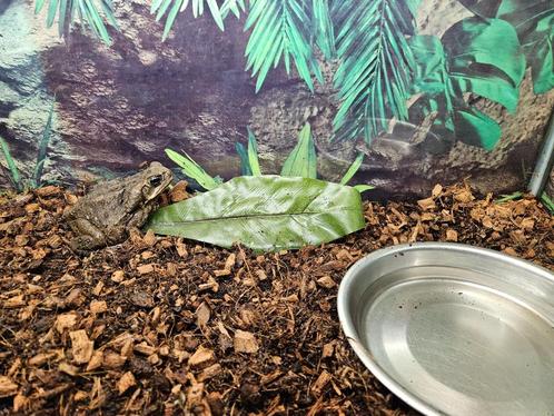 Rhinella marina Reuzenpad, Dieren en Toebehoren, Reptielen en Amfibieën, Amfibie, 3 tot 6 jaar