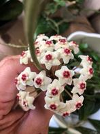 Hoya David’s Green Cup, In pot, Minder dan 100 cm, Bloeiende kamerplant, Halfschaduw