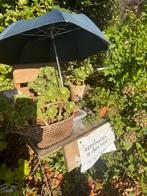 Vetplanten aeonium ea, Ophalen, Eenjarig, Overige soorten, Volle zon
