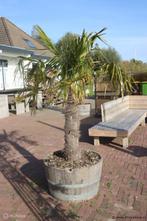 Online Veiling: Palmboom -  Ø 70cm x 180cm (h), Tuin en Terras, Planten | Bomen