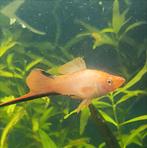 Mooie jonge zwaarddragers, Dieren en Toebehoren, Vissen | Aquariumvissen, Vis