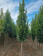 Quercus palustrus green pillar zuilbomen, Tuin en Terras, Ophalen of Verzenden, Volle zon, Overige soorten