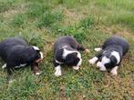 Prachtige boulab pups, CDV (hondenziekte), 8 tot 15 weken, Meerdere, Meerdere dieren