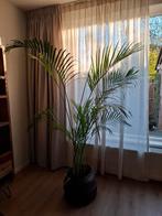 Kentia Palm groot 220 cm, Huis en Inrichting, Ophalen, Palm, Halfschaduw, 200 cm of meer