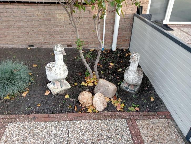 Gans, Dieren en Toebehoren, Pluimvee, Gans of Zwaan, Meerdere dieren