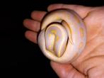 Koningspythons, python regius, balpython nakweek 2025, Slang, Tam, 0 tot 2 jaar