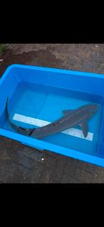 Diamant steur, Dieren en Toebehoren, Vissen | Vijvervissen, Steur