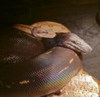 Koppel boa's, Dieren en Toebehoren, Slang, 3 tot 6 jaar