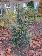 Glansmispel, Tuin en Terras, Ophalen, Overige soorten, Struik, 100 tot 250 cm