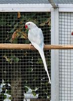 Halsbandparkiet dunn fallow, Mannelijk, Parkiet, Geringd