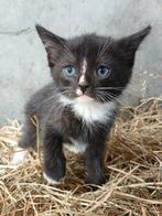 ** Lieve boerderijkittens te koop! **, Dieren en Toebehoren, Katten en Kittens | Overige Katten, Meerdere dieren, Kortharig