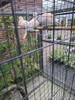 lachduiven, Meerdere dieren, Tortelduif