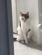 Lieve poes zoekt een nieuwe huis, Dieren en Toebehoren, Katten en Kittens | Raskatten | Korthaar, Poes