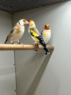 Majoor Putter Witkop, Dieren en Toebehoren, Mannelijk, Wildzangvogel, Geringd