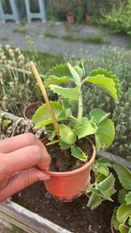 Cubaanse Oregano, Tuin en Terras, Planten | Tuinplanten, Ophalen of Verzenden, Zomer, Kruiden, Volle zon