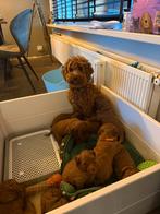 Kunstof witte werpbox,hagelnieuw zit nog in de doos., Ophalen of Verzenden, Nieuw, 75 tot 110 cm, Minder dan 65 cm