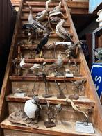 Collectie van 25 opgezette vogels, Ophalen of Verzenden
