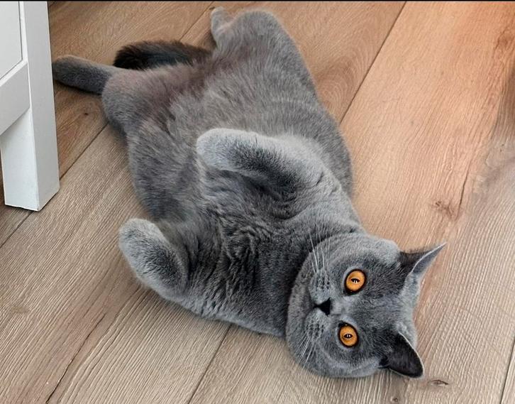 Mooie Britse korthaar poes, Dieren en Toebehoren, Katten en Kittens | Overige Katten, Kortharig, Poes, 3 tot 5 jaar