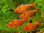 Rode Minor, Dieren en Toebehoren, Vissen | Aquariumvissen, Zoetwatervis, Schoolvis, Vis