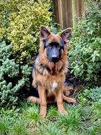 1 Jarige Duitse Herder (werklijn), Dieren en Toebehoren, Honden | Herdershonden en Veedrijvers, Reu, 1 tot 2 jaar, CDV (hondenziekte)
