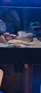 Hypostomus plecostomus  pleco/algeneter, Dieren en Toebehoren, Ophalen of Verzenden