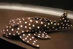 L-Nummers: LDA033 Baryancistrus sp., Vis, Zoetwatervis