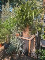Multistam Chamaerops palmboom: stam 120cm, totaal 250cm+, Volle zon, Ophalen of Verzenden, 100 tot 250 cm, Zomer
