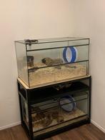 Terrarium bakken incl stelling kast., Gebruikt, Hok, Hamster, 75 tot 110 cm
