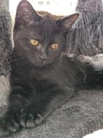 kitten, Dieren en Toebehoren, Katten en Kittens | Raskatten | Korthaar, Poes, Ontwormd, 0 tot 2 jaar