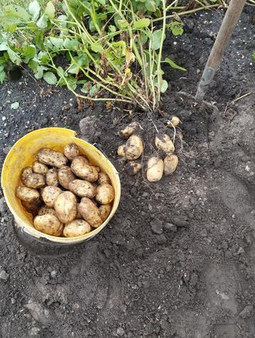 nieuwe aardappelen Parel Eigenheimer onbespoten beschikbaar voor biedingen
