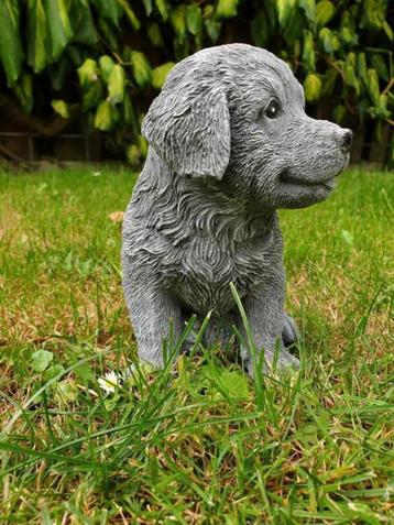 Golden Retriever puppy , sjaak beschikbaar voor biedingen