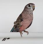 bourke parkiet, Dieren en Toebehoren, Geslacht onbekend, Parkiet, Tam