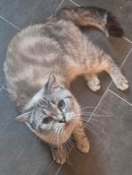 Lieve seal golden tabby point poes  zoekt 5 ️⭐️ huisje, Poes, Gechipt, 0 tot 2 jaar