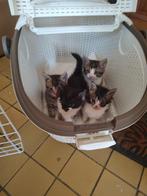 Half lang harige kittens, Dieren en Toebehoren, Katten en Kittens | Raskatten | Korthaar, Meerdere dieren, Ontwormd, 0 tot 2 jaar