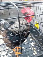 Haan, Mannelijk, Kip