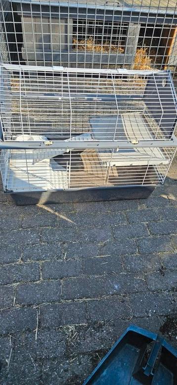 Mooie caviakooi. beschikbaar voor biedingen
