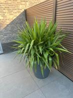 Yucca met grote pot, Tuin en Terras, Planten | Tuinplanten, Volle zon, Vaste plant, Bloeit niet, Ophalen