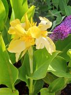 Canna Richard Wallace Yellow, Ophalen of Verzenden, Gehele jaar, Volle zon, Zaad
