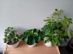 3 kamerplanten set 20 - 45 cm, Ophalen, Overige soorten, Halfschaduw, In pot