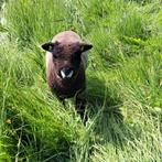 Ryeland rammetjes, Mannelijk, Schaap