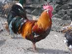 foktoom leghorn porselein 4 hennen en haan, Dieren en Toebehoren, Pluimvee, Meerdere dieren, Kip