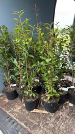 Camelia spring festival schaarse planten feest in de tuin, Vaste plant, Halfschaduw, Lente, Ophalen