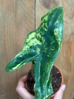 Alocasia tigrina superba variegata plant aurea lemon mint, Huis en Inrichting, Ophalen of Verzenden, Overige soorten, Minder dan 100 cm