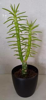 Mooie stoere Cactus, vetplant  in leuke zwarte kunststof pot, Ophalen, Cactus, In pot, Minder dan 100 cm