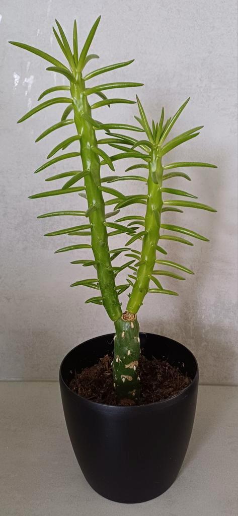 Mooie stoere Cactus, vetplant  in leuke zwarte kunststof pot, Huis en Inrichting, Kamerplanten, Cactus, Minder dan 100 cm, In pot